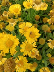 yellow flowers background