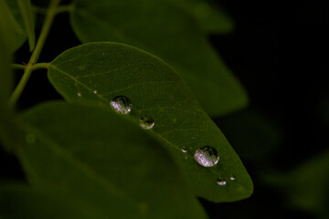 Macro Shot of Water Droplets on Vibrant, Fresh Green Leaves