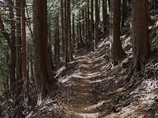 三ツ峠の山道