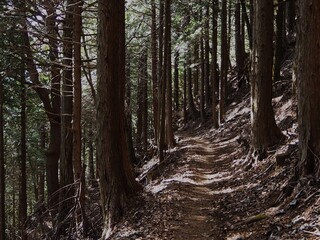 三ツ峠の山道