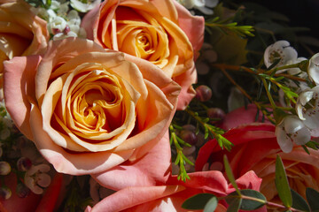 A close-up of rose flower.	
