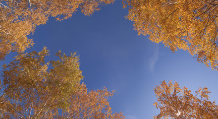 Autumn trees against the blue sky, view up, colorful natural background	