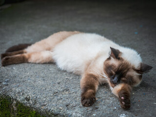 フィリピンのバナウェ