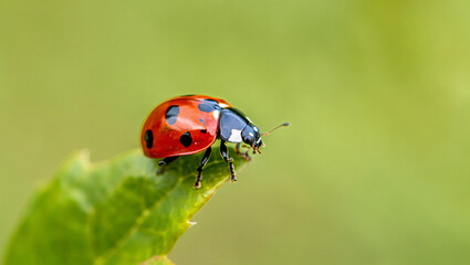 Naklejka premium Elephant spraying water from its trunk while bathing in a river