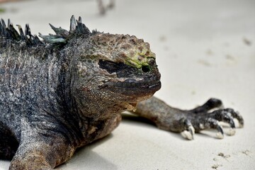 iguana sunbathing on the beach