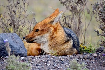 andean zorro in peru