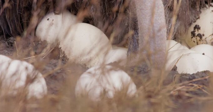 Extreme close up left to right pan of a Somali ostrich (Struthio molybdophanes) brooding on mud covered eggs in savannah in kenya 
