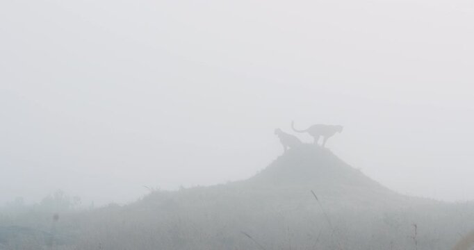 Extreme wide of pair of Cheetah (Acinonyx jubatus) standing atop a termite mound in grass savannah in foggy morning in Kenya
