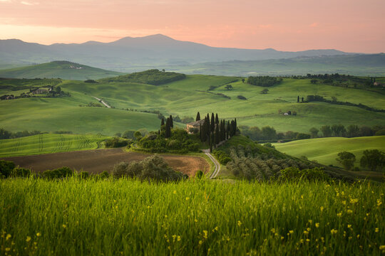 View of rolling green hills cascading under a soft sunrise, punctuated by dark cypress trees and distant mountains, San Quirico d'Orcia, Tuscany, Italy. - Powered by Adobe