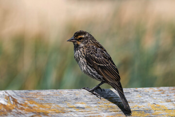Female red-winged blackbird (Agelaius phoeniceus)