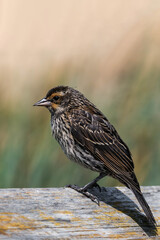 Fototapeta premium Female red-winged blackbird (Agelaius phoeniceus)
