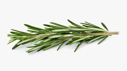 A fresh rosemary shoot with a brown stem and thick green leaves is located on a white background. The leaves have a silvery-green tint from below.