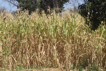 corn field in summer