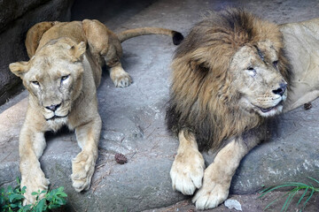 A pair of lions, a male with a dark mane and a female, lie side-by-side on a rocky ground. The male is looking to the right while the female gazes forward.
