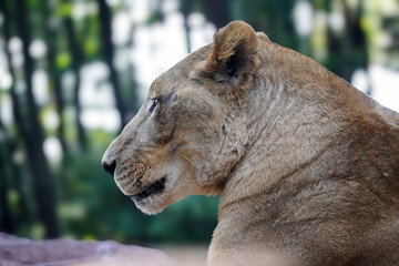 close up portrait of a lion