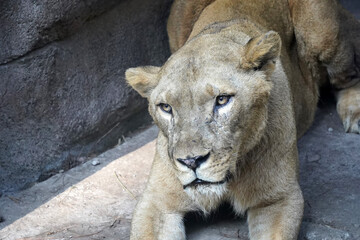 A majestic lioness with amber eyes and a thoughtful expression, set against a soft, green...