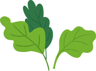 Fresh Spinach Leaves Vector Illustration