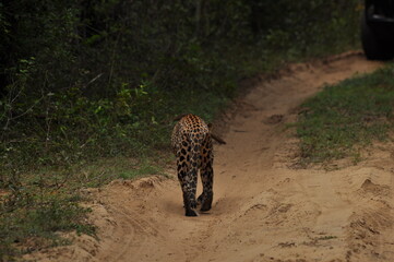 Amazing Leopards in Wilpattu National Park, Sri Lanka 