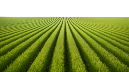 Rows of vibrant green crops stretch toward the horizon isolated on white background
