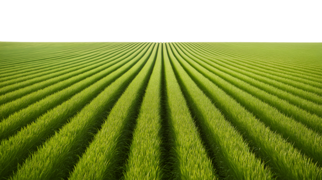 Rows of vibrant green crops stretch toward the horizon isolated on white background