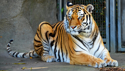 Giant ferris wheel silhouetted against a vibrant orange sunset over the ocean