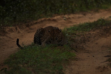 Amazing Leopards in the National Parks of Sri Lanka 