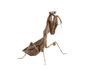 Dead leaf mantis (Deroplatys lobata) closeup isolated on white background, Dead leaf mantis on bark...