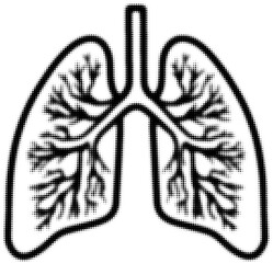 Monochrome halftone illustration of lungs with detailed bronchial branches