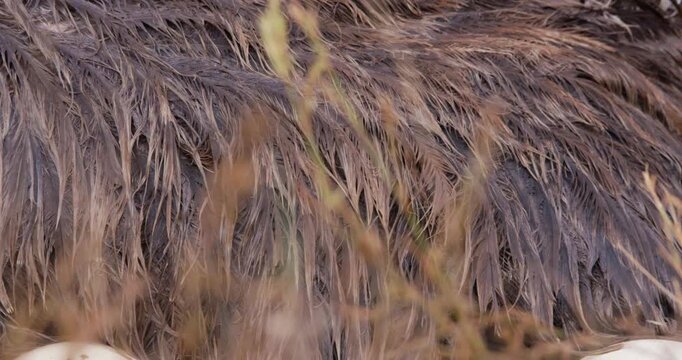 Extreme close up right to left of a Somali ostriches (Struthio molybdophanes) body brooding after rains in the savannah in kenya
