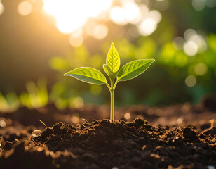 A young sprout emerges from the soil.