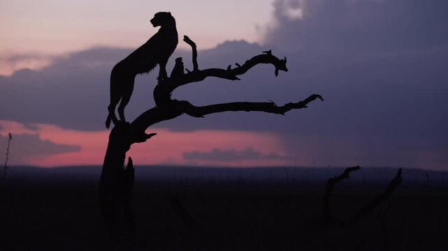 Very wide gimbal parallax of Cheetah (Acinonyx jubatus) standing on dead tree in savannah silhouetted against cloudy sunset in Kenya