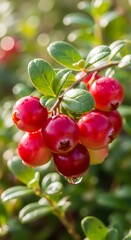 Vibrant cranberries in close-up showcase nature's intricate details and rich colors