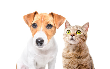 Portrait of adorable Jack Russell Terrier puppy and cute cat Scottish Straight isolated on white background