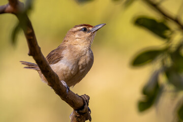 Rufous-fronted thornbird 