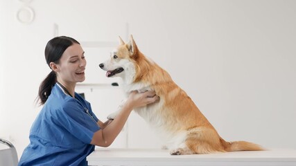Veterinarian in blue scrubs gently examining a corgi dog on a table in a bright veterinary clinic, showcasing compassionate care and professional environment for pet health