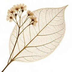 Pressed botanical leaf with dried flower &ndash; skeleton leaf with preserved bloom illustration, vintage herbarium design for eco-friendly stationery, rustic crafts, and nature scrapbooking projects