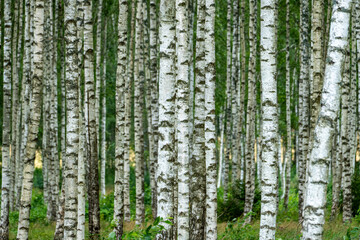 Fototapeta premium Dense Birch Forest with White Bark and Green Understory – Natural Woodland Landscape