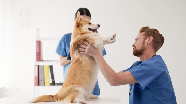 A veterinarian in a blue coat carefully examines a corgi dog at a veterinary clinic, demonstrating sensitive animal care and professional veterinary services.