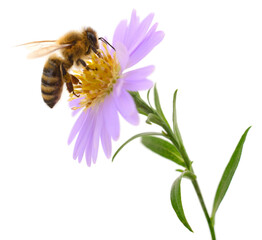 Honey bee on purple flower isolated on white background