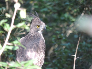 Beautiful Birds in Sri Lankan National Parks. 