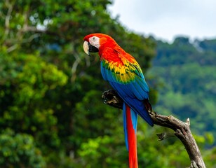 Vibrant parrot perched on branch in lush jungle