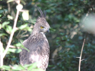 Beautiful Birds in Sri Lankan National Parks. 