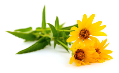 Yellow flower bouquet isolated on white background