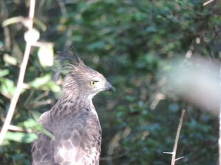 Beautiful Birds in Sri Lankan National Parks. 