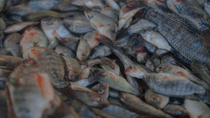 fresh fish in the market