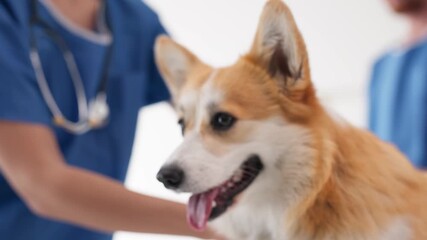 Happy corgi dog being examined by veterinarian in blue scrubs, showcasing a caring interaction in a bright veterinary clinic environment with medical equipment in the background