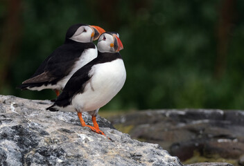 Puffins are any of three species of small alcids in the bird genus Fratercula. These are pelagic seabirds that feed primarily by diving in the water. They breed in large colonies on coastal cliffs.r