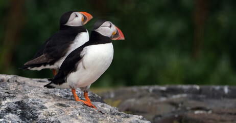 Puffins are any of three species of small alcids in the bird genus Fratercula. These are pelagic seabirds that feed primarily by diving in the water. They breed in large colonies on coastal cliffs.r