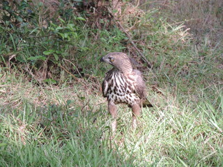 Beautiful Birds in Sri Lankan National Parks. 
