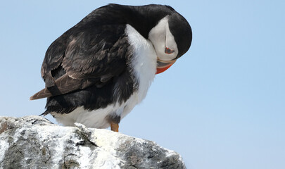 Puffins are any of three species of small alcids in the bird genus Fratercula. These are pelagic...